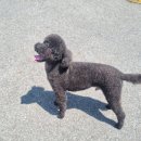 구름9-6 펫 살롱 이미지