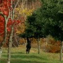 단풍흑염소 농장 이미지