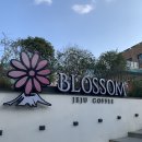 [제주도/서귀포시] BLOSSOM(블라썸)