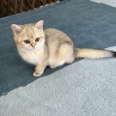 놀면묘하냥 고양이카페 이미지