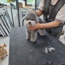 엄지애견미용 이미지