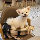 민경애견 이미지