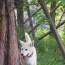 행운켄넬 이미지