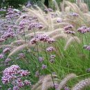 갈대정원 이미지