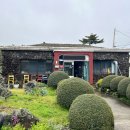 스위스마을117동 | 조천 보말칼국수 - 제주맛집칼국수 교래본점 내돈내산