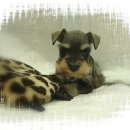 말티네 집 이미지