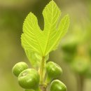 무화과나무 이미지