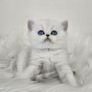 수원고양이분양 드림캣 안심분양센터 이미지