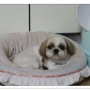 콩이네하우스 이미지