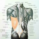 세미나자료-광배근과 관련한 인체공학 이미지