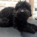 스누피 펫 유성점 이미지