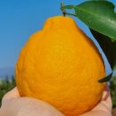 명품농장 | 제주도 명품 고당도 한라봉, 효돈 농장직송 후기