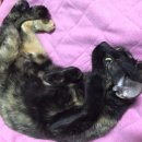 대청해장국 이미지