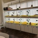 펫퍼스트24시 서울송파점 강아지고양이분양말티푸말티즈푸들 이미지