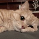 번개 PC방 이미지