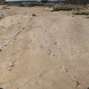 화석 2002 이미지