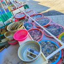 태풍해삼집 | 해동용궁사 근처 맛집 기장 해녀촌 "0번 정해집" 솔직 후기