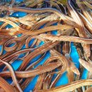 장어랑아나고 이미지