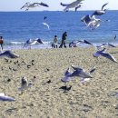 부산갈매기 - 동대문구 천호대로85길 26-6 | 부산갈매기