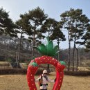 2025년 마직막 (벙개산행 12/7.) 논산 탑정호/출렁다리 이미지