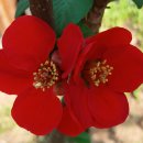 안산 식물원 이미지