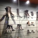 해남공룡박물관 이미지