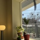 행선로20 | 동두천 준나커피 단체룸의 마스코트, 삭소롬 2주 후기'이곳'만 자르면 2배로 풍성해져요 (애견미용사의...