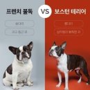 응답하라 몽몽이 이미지