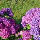 안덕면사무소 앞 이미지