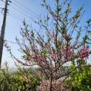 봄바스 민박 이미지