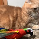 러블리마이펫 이미지