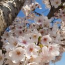 질문의 광장, 토론 플랫폼 | 통합웹 카페: 온라인 커뮤니티의 새로운 중심