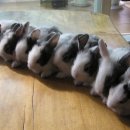 박달농원 이미지