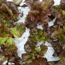 텃밭민박 이미지