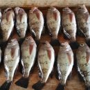 추도명진민박 이미지