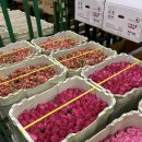 승영농장 이미지