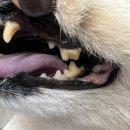 바우동물병원 | 칫솔질 거부 노령견, 이제 뿌리기만 해요!포우바우 프라글린스 강아지 치약으로 치석 걱정 끝