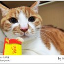 담초