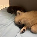 쿠리 | 의정부강아지분양후기 &#34;쿠리,강돌이,맹구&#34;