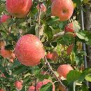 외성농장 이미지