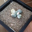 산수정원 이미지