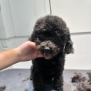 푸른펫살롱 | 용인 삼가 역북 동백 동탄 강아지미용실 라오미펫 후기모음