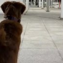 L'emozionante incontro di due cani Golden Retriever che non si vedevano da 이미지