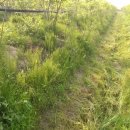 크로바농장 이미지