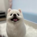 헤이라딘 이미지