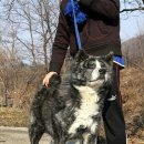 멍멍이집 이미지