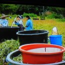 쪽빛나라 이미지