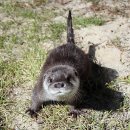 화천군수달연구센터 이미지