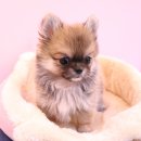 내품안의반려견광명점 이미지