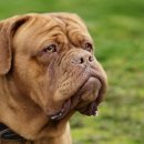 도그(DOGUE) 이미지